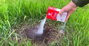 Naturalny trik na pozbycie się mrówek z ogrodu. Znikną w jeden dzień