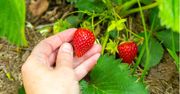 Zrób ten domowy nawóz, a Twoje truskawki zaczną rosnąć w szalonym tempie