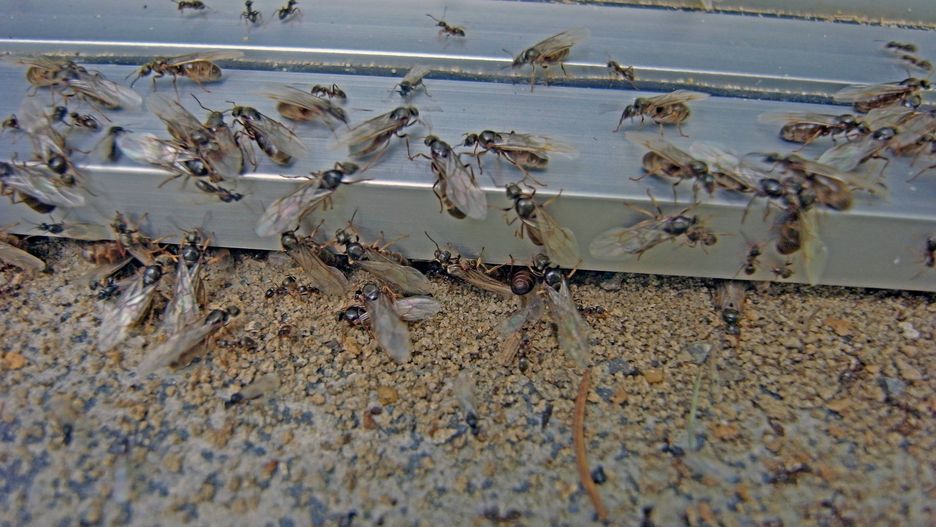 Plaga latających mrówek. Owady są teraz w czasie rójki, odbywają loty godowe.