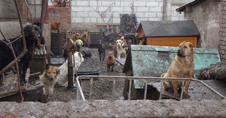 Koszmar 120 zwierząt w nielegalnej hodowli. Sceny z interwencji niczym z horroru