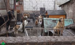 Koszmar 120 zwierząt w nielegalnej hodowli. Sceny z interwencji niczym z horroru