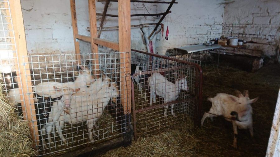 Mazowsze: Nielegalna hodowla i ubój zwierząt