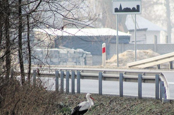 Niestraszne mu mrozy? Bocian pojawił się w Łódzkiem