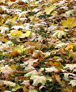 Zamiast ubrań spadną liście