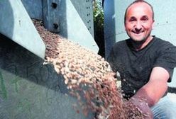 Kiepskie ceny zbóż dobijają dolnośląskich rolników