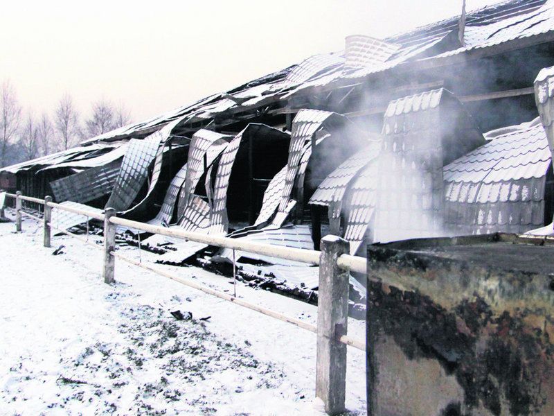11 koni spłonęło pod Krakowem - stadninę podpalono?