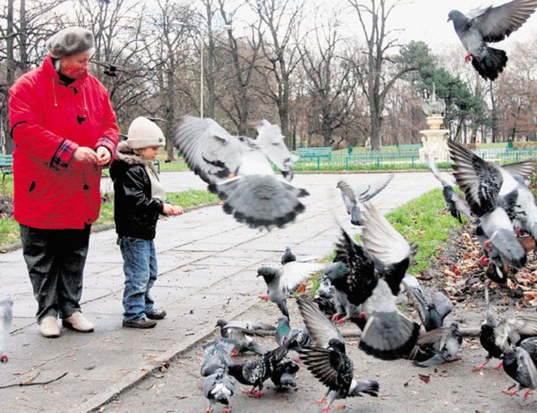 Łódzcy urzędnicy chcą antykoncepcji dla... gołębi