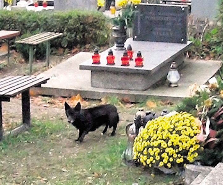 Pies od roku pilnuje grobu swojego pana