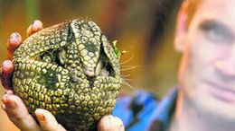 Gdy nadchodzi niebezpieczeństwo, pancerniki zwijają się w idealną kulę. Indianie grali nimi w piłkę