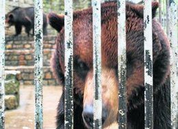 Ekolodzy z Leszna chcą wyprowadzić zoo