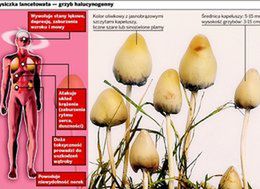 Śmiertelnie niebezpieczne "grzybki halucynki"