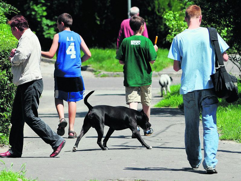 Pitbull terroryzuje osiedle, rzuca się na psy i strażników