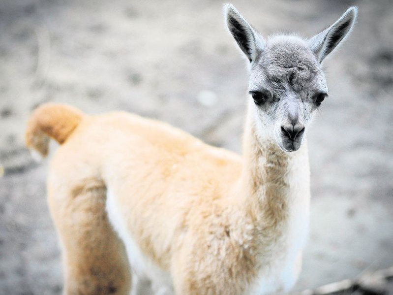 Mała niezdara maskotką w polskim zoo