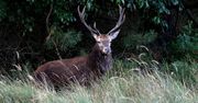 Białowieski Park Narodowy zaprasza turystów na rykowisko. Można nasłuchiwać od zmroku do świtu