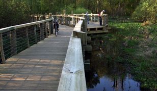 Warszawa. Deweloper chce budować w środku Lasu Bemowskiego