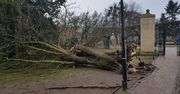W Trójmieście szalała wichura. Runęło słynne drzewo w Parku Oliwskim