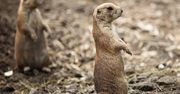 Poznań - 40 susłów z zoo na wolności