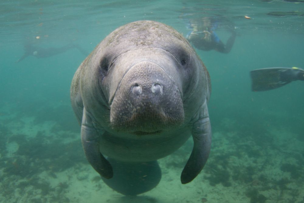 We wrocławskim ogrodzie zoologicznym urodził się manat