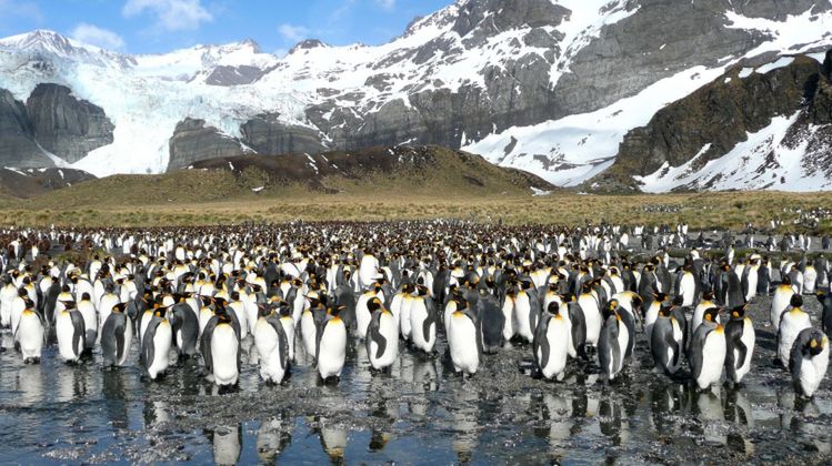 Drastyczny spadek ilości pingwinów. Zniknęło prawie 90 proc. wielkiej kolonii