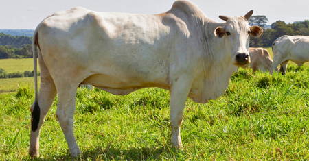 To najdroższa krowa świata. Za 1 kg jej mięsa kupisz samochód