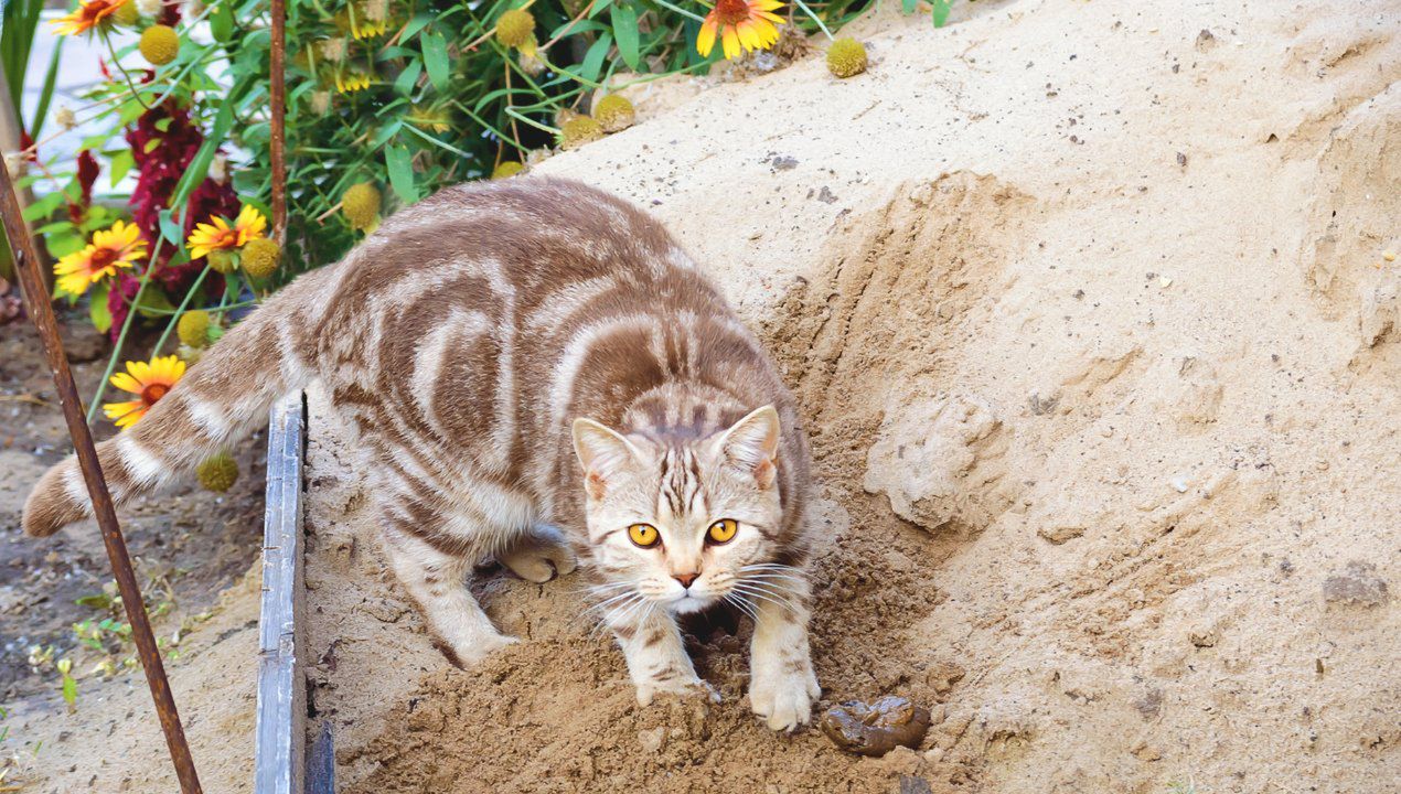 sposób na mrówki i koty w piaskownicy, fot. gettyimages