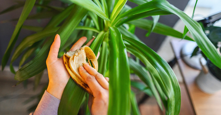 Biorę skórkę banana i smaruję liście roślin. To jeden z 3 niezawodnych patentów