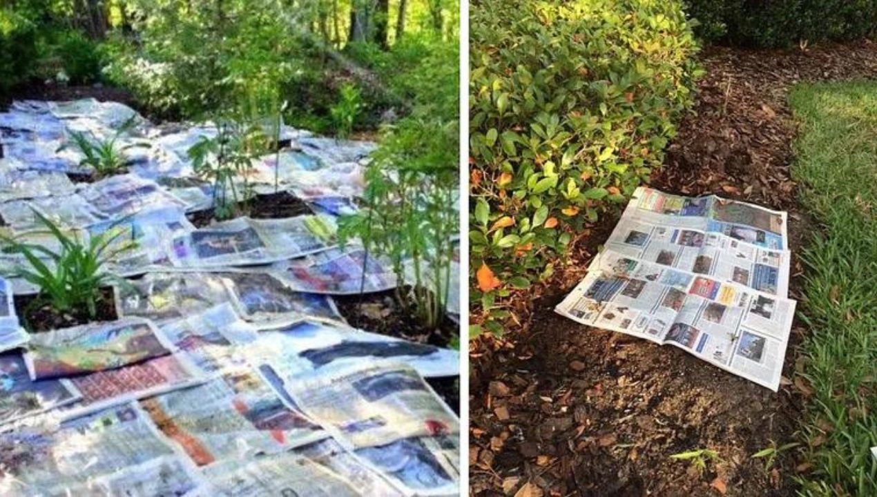 jak pozbyć się chwastów z ogrodu za pomocą gazet? fot. genialne