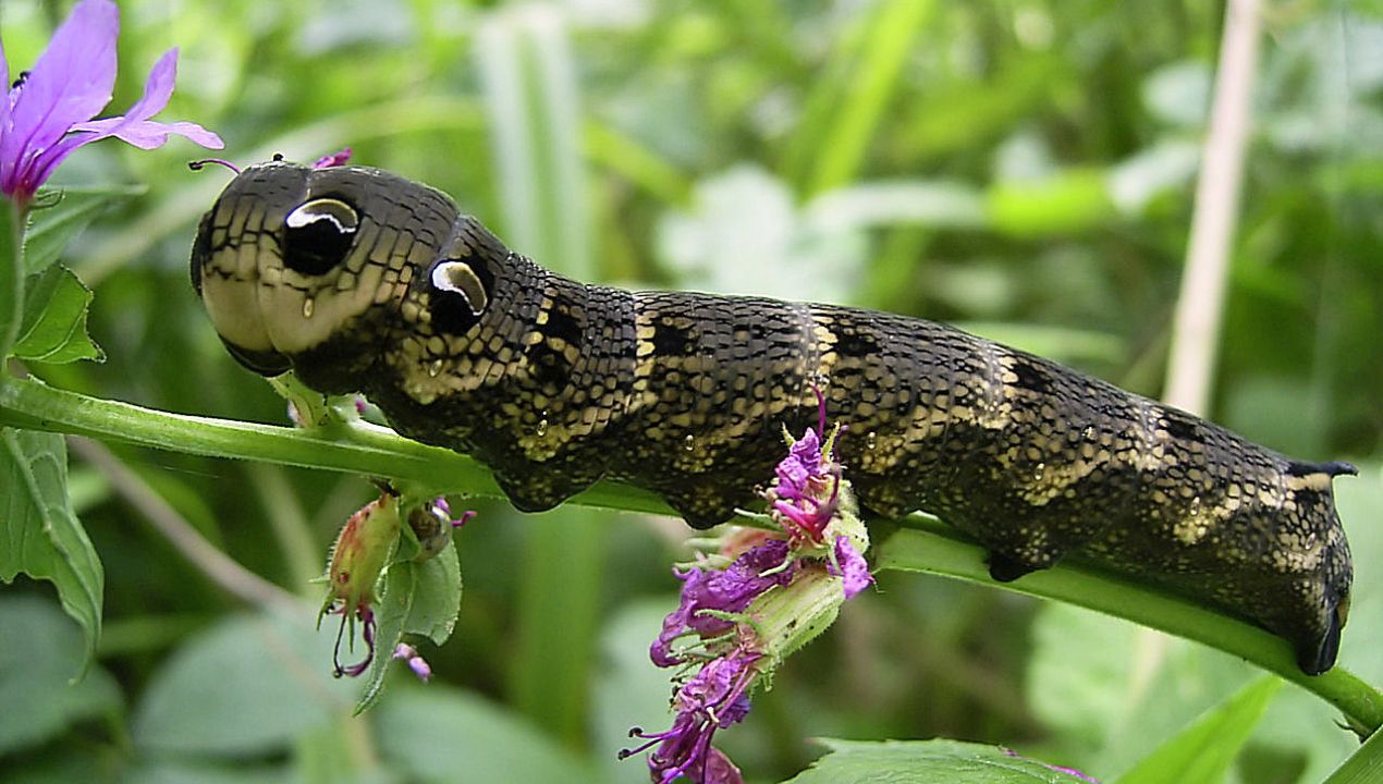 dziwny wąż nawiedził ogródki mieszkańców, fot. Wikipedia