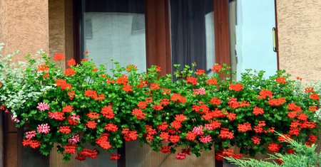 Raz w miesiącu zasilam pelargonie domowym nawozem. Nie mogę się nadziwić, jak kwitną