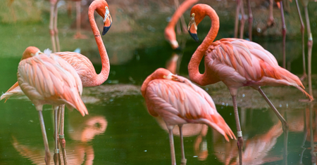 Flamingi nie bez powodu są różowe. Matka natura wiedziała co robi