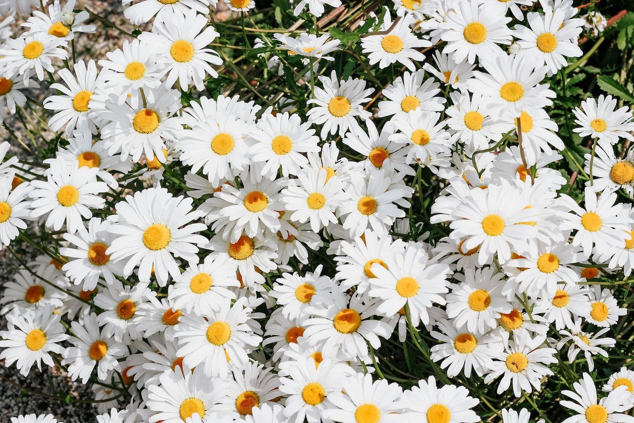 Język kwiatów, fot. Pinterest
