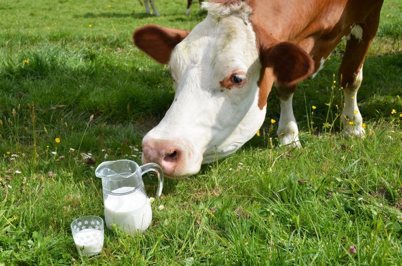 Mleko "prosto od krowy"