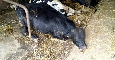 Prąd poraził krowy w gm. Łobżenica