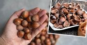 Tak wykorzystasz łupiny po orzechach laskowych. Już więcej ich nie wyrzucisz do śmieci