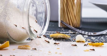 Kiedy do mojego domu wprowadzają się mrówki, to biegnę do apteki po jedną rzecz