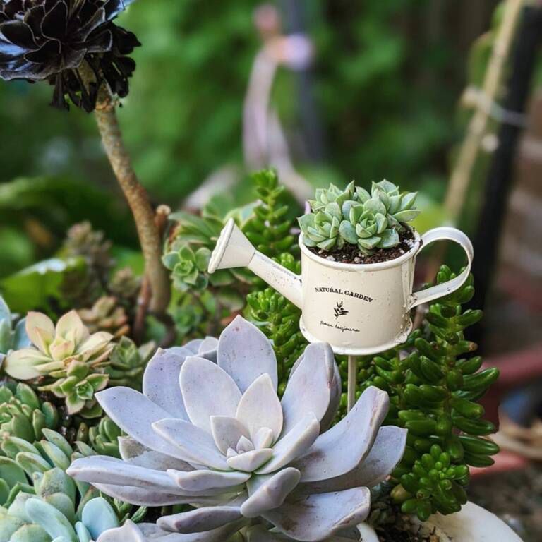 happy.little.succulents/Instagram