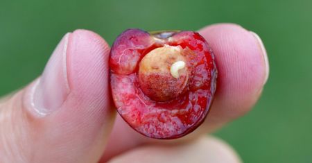 Kupiłeś czereśnie z niespodzianką? Przy tym triku żaden robak nie ma szans