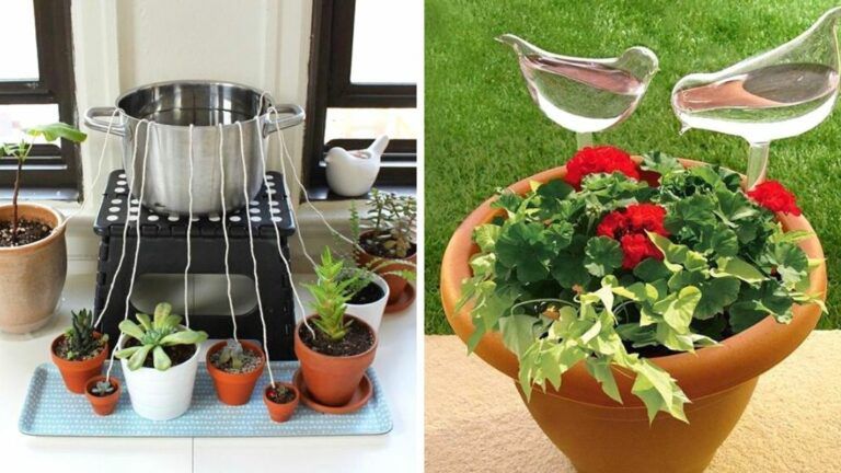 7 Ways to Keep Your Plants Watered While You Are Away