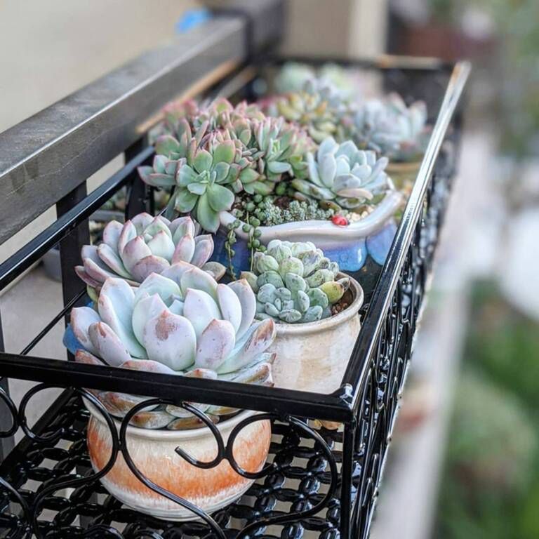 happy.little.succulents/Instagram