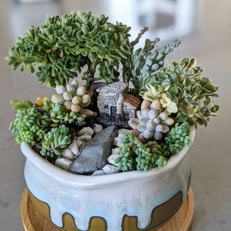 happy.little.succulents/Instagram