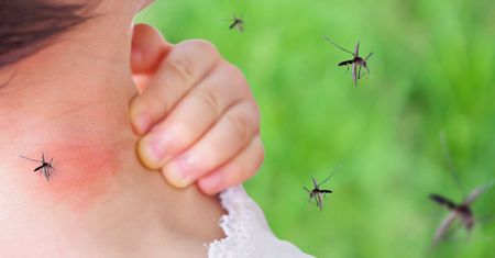 Ludzie z tą grupą krwi powinni mieć się na baczności. Komarzyce polują właśnie na nich