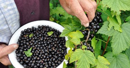 Robię własny nawóz i dokarmiam czarną porzeczkę. Owoce zbieram miskami