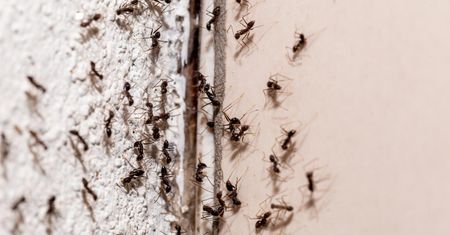 Połóż przy drzwiach i oknach, a żadna mrówka się nie zbliży do domu