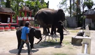 Dramat słonia w zoo na Phuket. Aktywiści apelują do turystów