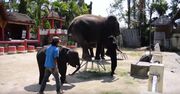 Dramat słonia w zoo na Phuket. Aktywiści apelują do turystów