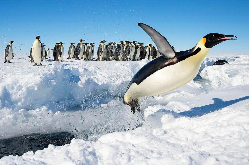 Pingwiny na ratunek samolotom. Będzie mniej opóźnień