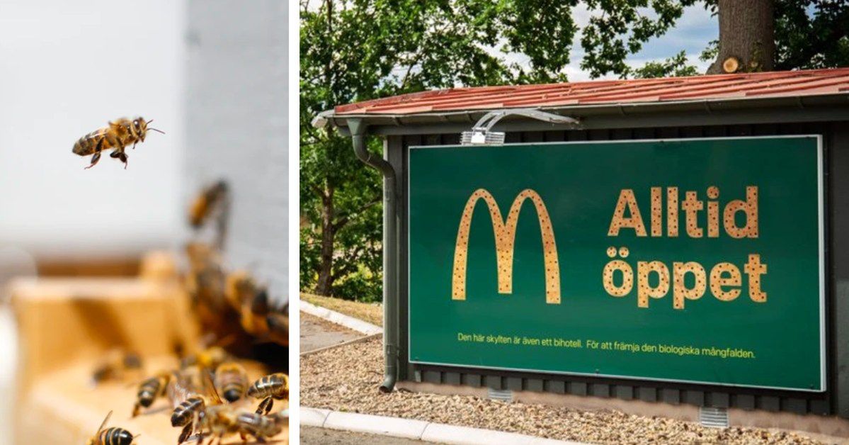 McDonald's stworzył domki dla pszczół. Znajdują się w nietypowym miejscu