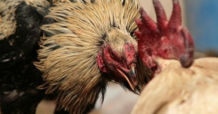 Zabójczy dziób – walki kogutów w Ameryce Południowej