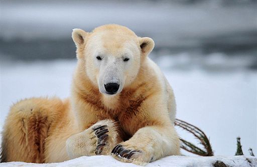 Niedźwiadek Knut nie żyje