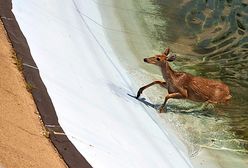 Jeleń w rezerwuarze